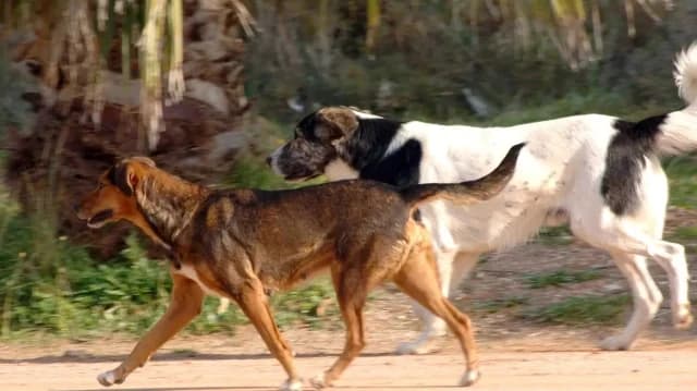 Pieria: Touristin nach Hundeangriff auf Intensivstation, Vizebürgermeister verhaftet