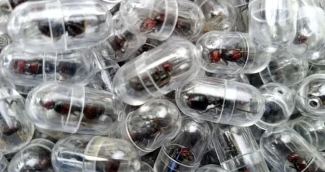 Κένυα: Συνελήφθη άνδρας για λαθρεμπόριο 2.000 μυρμηγκιών