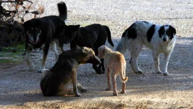 Pieria: Investigación fiscal por ataque de perros a alemana de 61 años