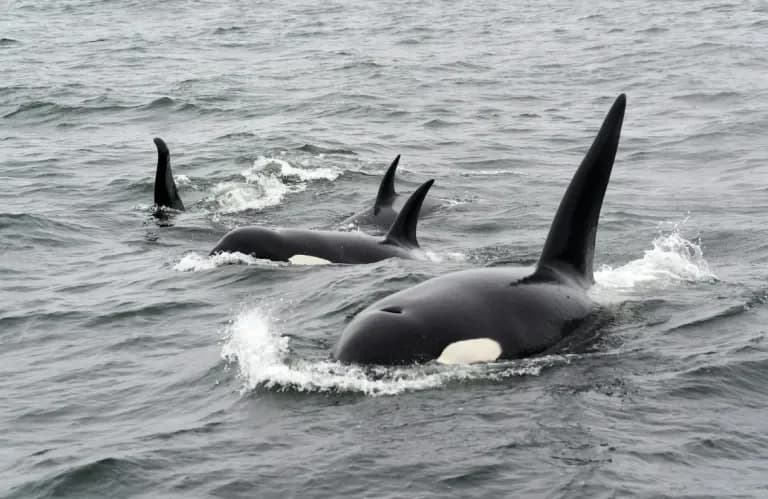 Orcas Use Kelp as Grooming 'Tools,' Scientists Say