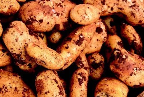 Daños en los cultivos de patata en Kokkinochoria – Se solicita compensación