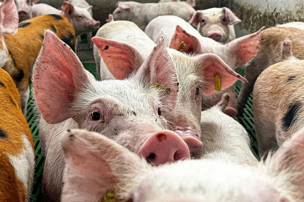 Schweinezüchter zufrieden mit staatlichen Unterstützungsmaßnahmen
