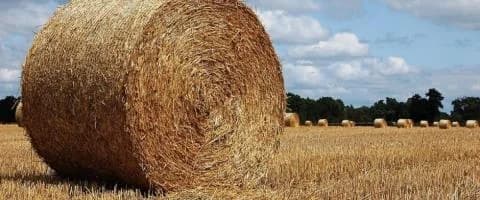 Zyprischer Landwirt wirft Schmuggel von Heu aus besetzten Gebieten inmitten von Bedenken wegen der Maul- und Klauenseuche vor
