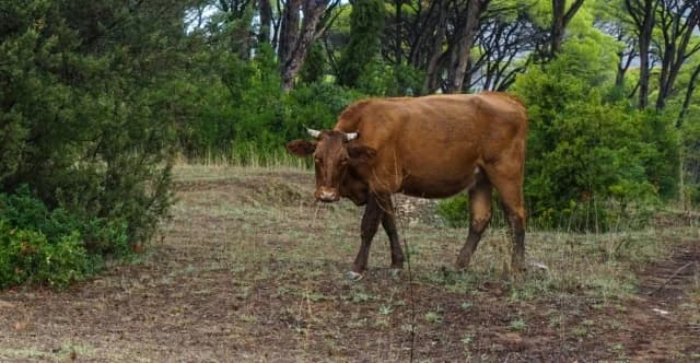 לסבוס: רכישת חלב הופסקה עקב מחלת הפה והטלפיים