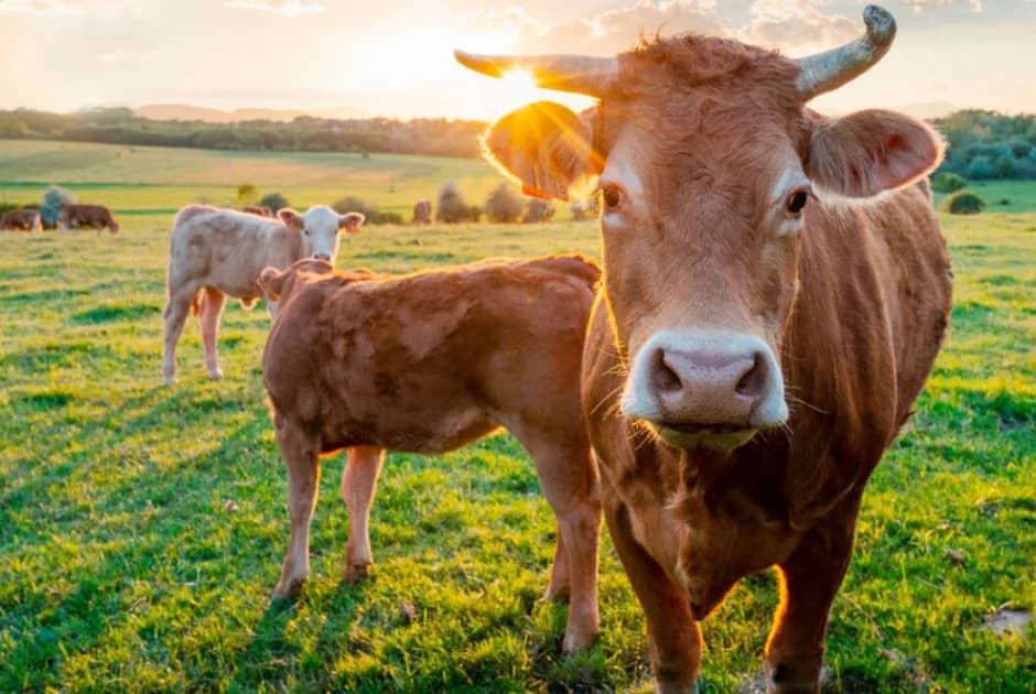 Orounta, Chipre: Vacas Muertas Devoradas por Perros Callejeros Cerca de Viviendas