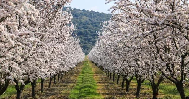 Larissa: Blossoming Almond Trees Dress the City in White