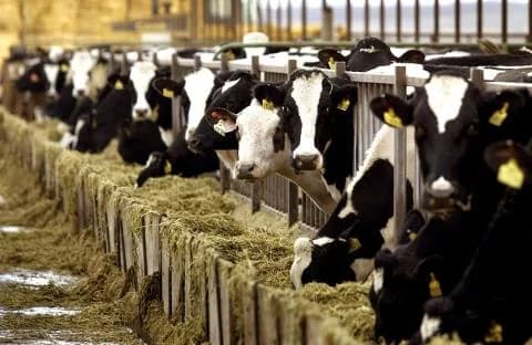 Vacas Muertas Encontradas en la Carretera Orounta-Agia Marina: Preocupaciones Ambientales