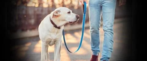 Nueva Ley de Perros Aprobada: Cambios y Satisfacción del Ministerio de Agricultura