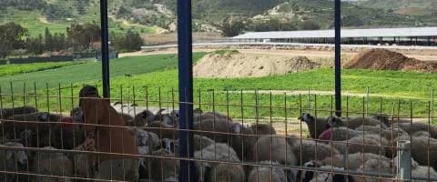 מתח ביחידת משק בליבאדיה עקב מחלת הפה והטלפיים