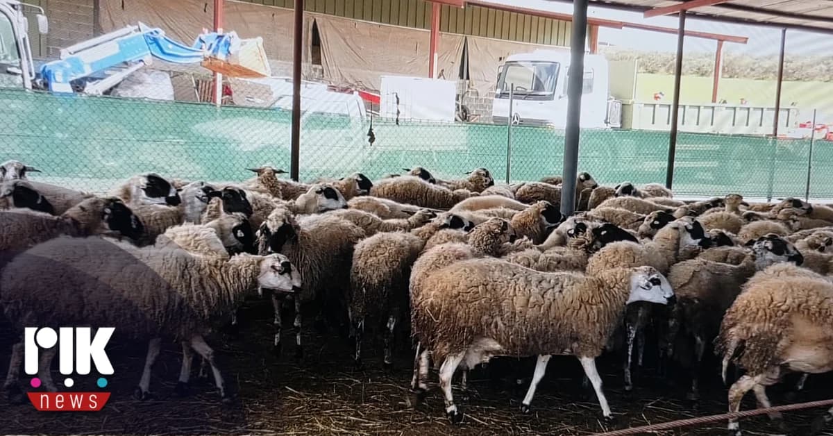 Αφθώδης πυρετός: Αρνητικά τα νέα κρούσματα στην Κύπρο