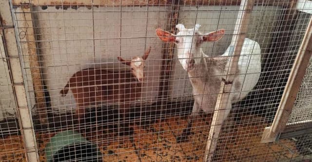 Familia niega haber actuado mal por el gallinero y el ganado en la azotea en Ampelokipi
