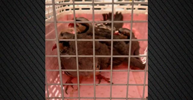 Ermittlungen wegen illegaler Tierzucht auf Dach in Ampelokipi