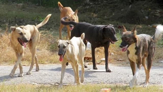 Mass Dog Poisoning in Halkidiki: 21 Animals Dead