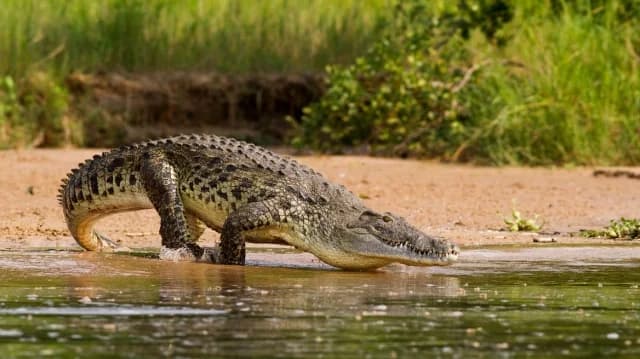 France: Fisherman Finds Dead Crocodile in Canal