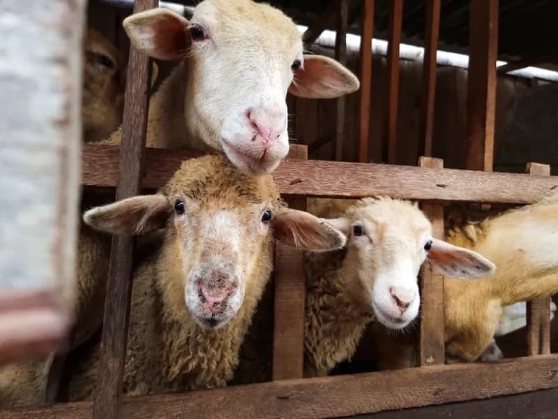 מלאס: שיטות לקויות מאחורי התפשטות מחלת הפה והטלפיים