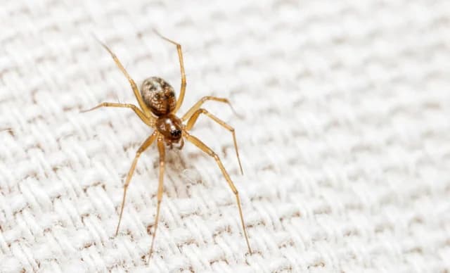 Do We Swallow Spiders in Our Sleep? Myths and Truths