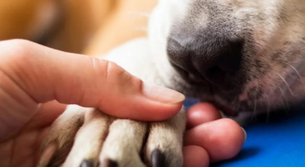 Antonia Theodosiou: El lobby debilitó la ley de perros