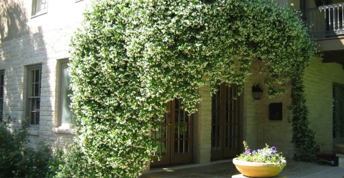 Jasmin: Natürliche Kühlung und Duft für Ihr Zuhause