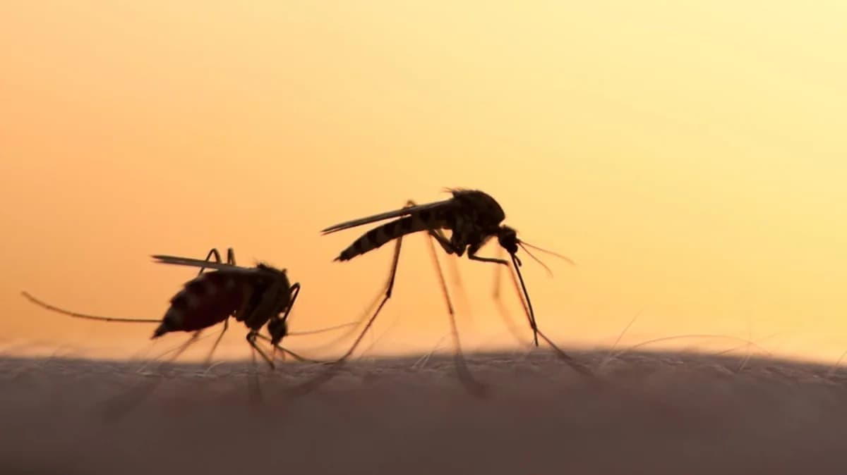 Mosquitoes: Which Blood Type Do They Prefer?