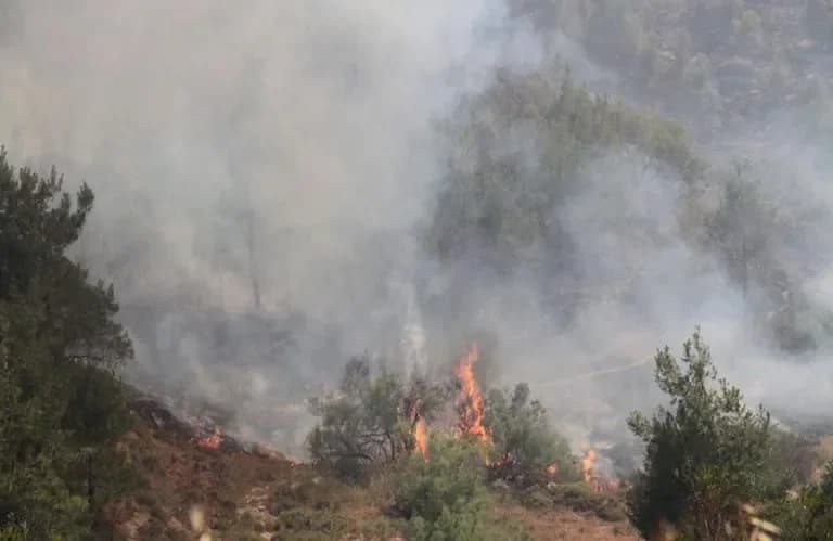 Waldbrand in Pegeia unter Kontrolle – Ein Dekar beschädigt