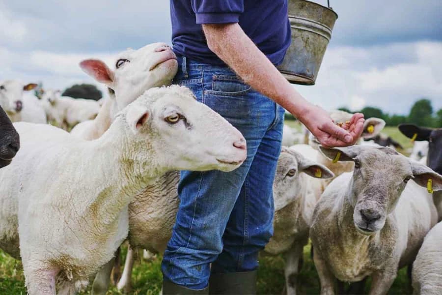 Halloumi DOP en Riesgo por Exportación de Ganado