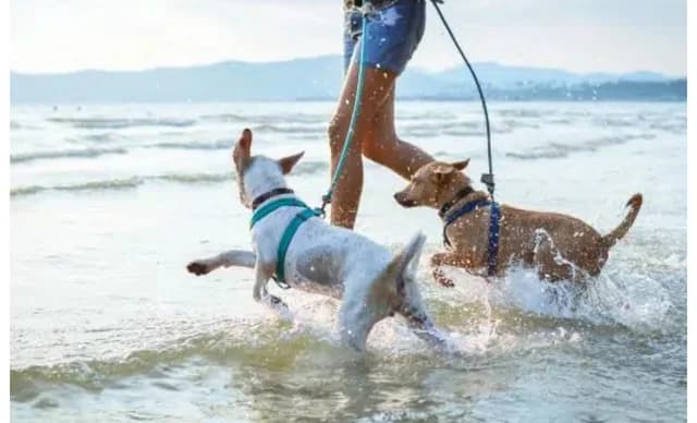 Playas Aptas para Mascotas en Chipre: Dónde Nadar con Tu Perro