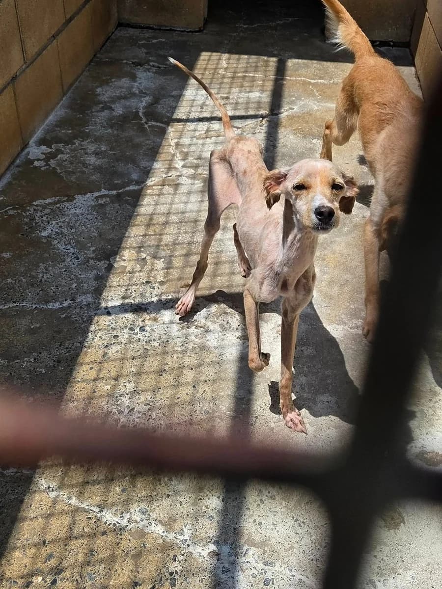 Limassol: 77-year-old accused of abusing 60 dogs in appalling conditions