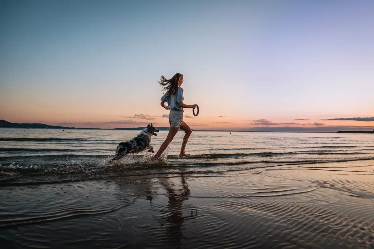 Wichtige Kommandos für Hunde vor dem ersten Strandbesuch
