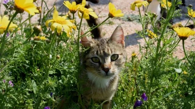 Hellenic-Argyroupoli Municipality Files Lawsuit Over Dismembered Kittens