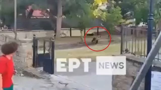 Bär im Schulhof in Nestorio, Kastoria, gesichtet