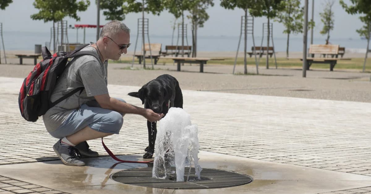 Dog: When is the Asphalt Too Hot for Their Paws?
