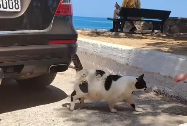 Chonkus Maximus: החתול השמנמן מחאניה הופך למיקום בגוגל מפות