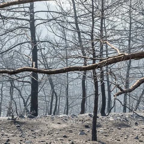 环境专员：将对火灾中死亡的动物进行火化