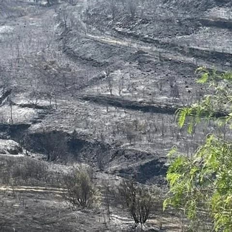 Лимассол: начинается оценка ущерба после лесного пожара