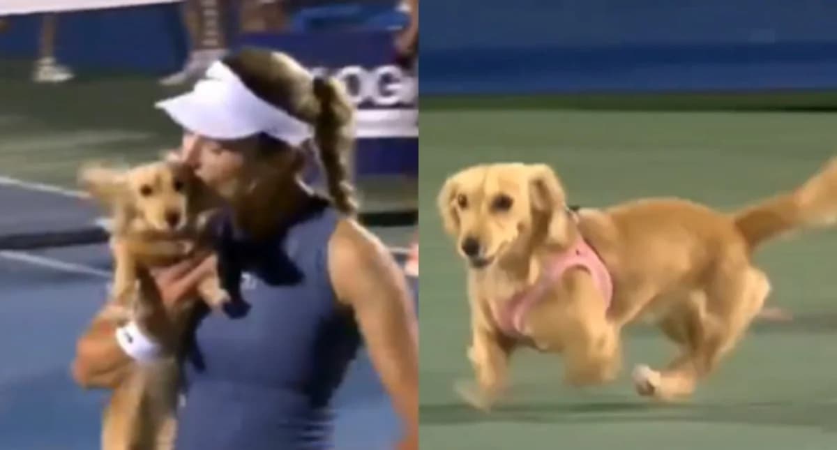 Hund 'stürmt' Tennisplatz beim Turnier in Washington (Video)