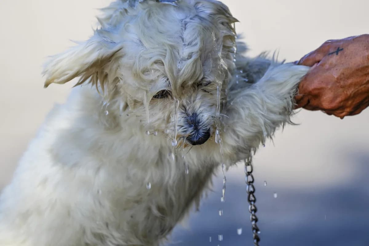 Mascotas y Ola de Calor: ¿Cuándo es Seguro Pasear a tu Perro?