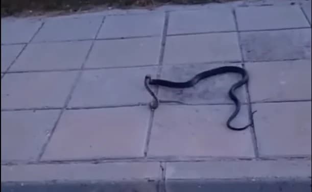 Βίντεο: Θερκό τρέφεται με Δρόπη στην Κύπρο