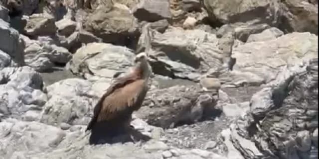Griffon Vulture Found Helpless on Crete Beach