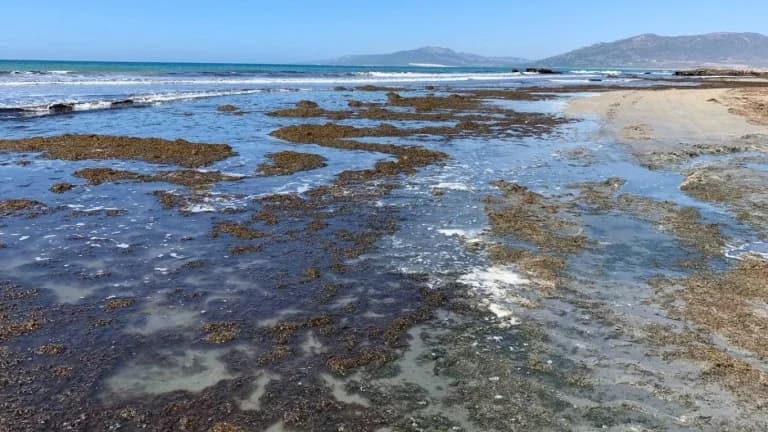 外来海藻侵袭西班牙海岸线：生态灾难
