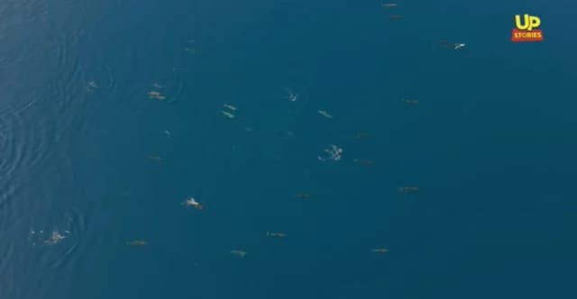 弗提奥提达州狄奥洛戈斯：海豚“共舞”的壮观景象