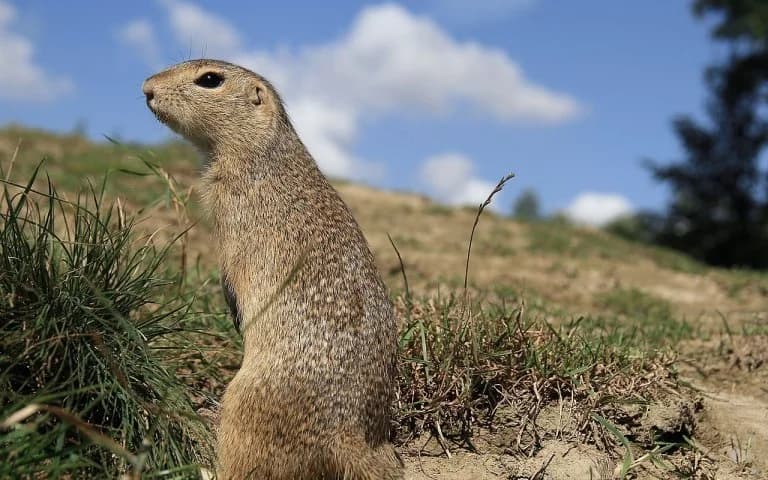 Salónica: Gato extermina colonia de ardillas terrestres en peligro de extinción en la AUTH