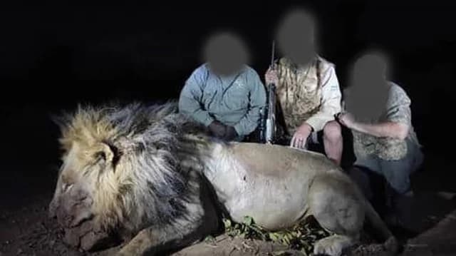 Löwenstar Blondie: Opfer von Jägern für 35.000 Pfund
