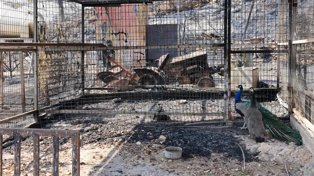 Ministerio de Agricultura: Planes de apoyo para agricultores afectados por incendios