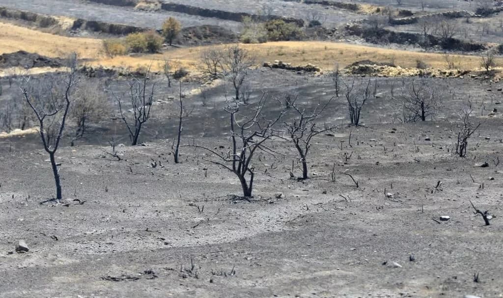 Zypern: 23 Millionen Euro Unterstützung für vom Feuer betroffene Landwirtschaft