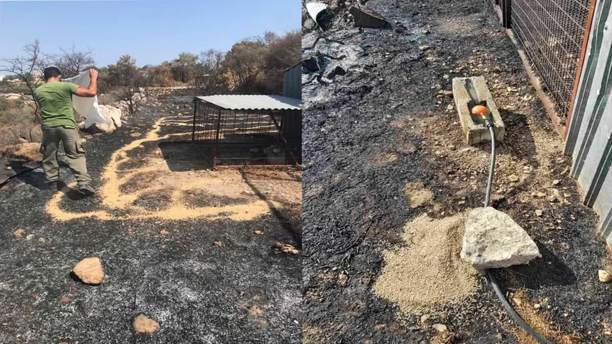 Incendio de Limassol: Se intensifica el apoyo a la vida silvestre