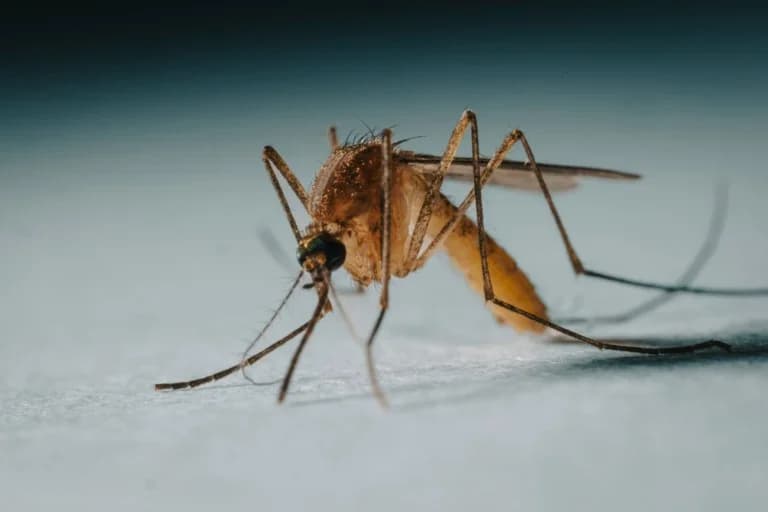 EODY: Diez nuevos casos de infección por el virus del Nilo Occidental