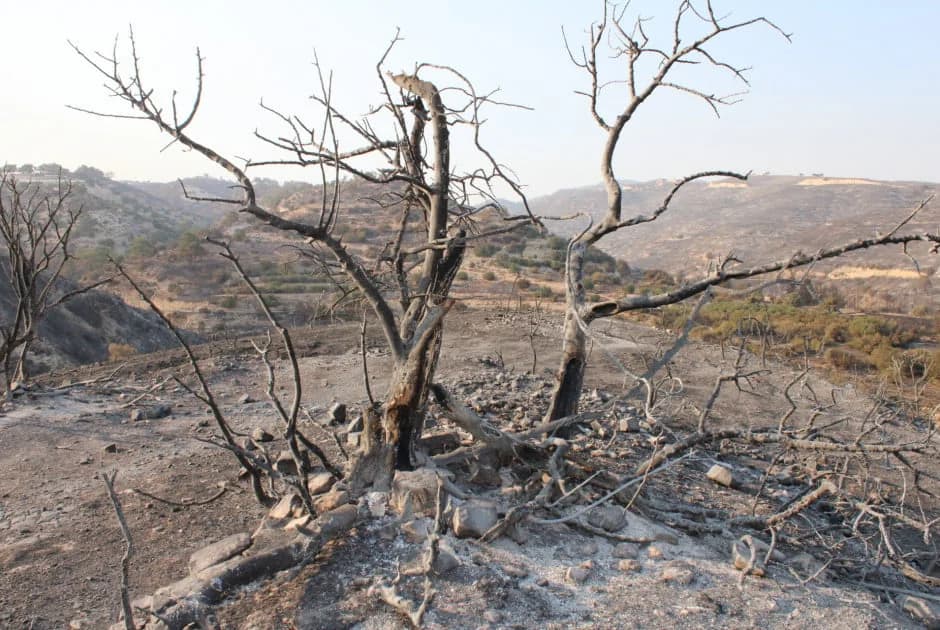 Ministerio del Interior recibirá informes sobre incendios - Se informará al Presidente