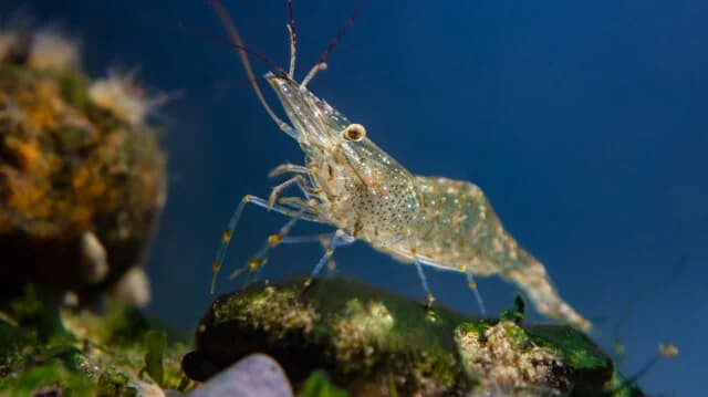 Gamba asesina: Amenaza para los ecosistemas del Reino Unido