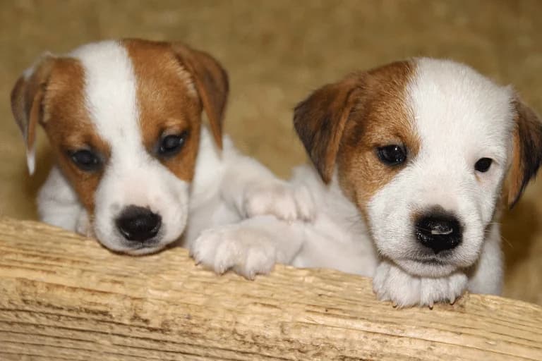 Revelando la personalidad de los cachorros: Signos y comportamientos