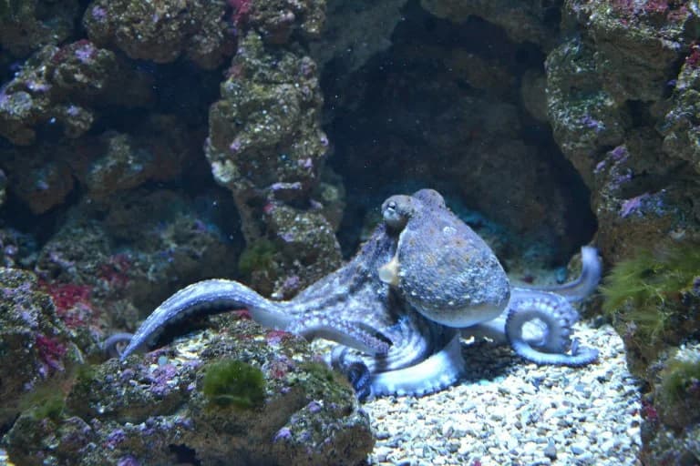 ΗΠΑ: Χταπόδι επιτέθηκε σε 6χρονο σε ενυδρείο του Τέξας